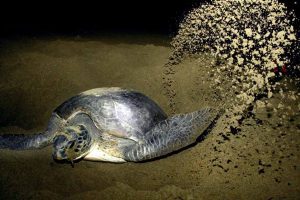 A turtles during nesting observation in Sukamade beach