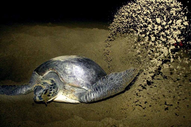 A turtles during nesting observation in Sukamade beach