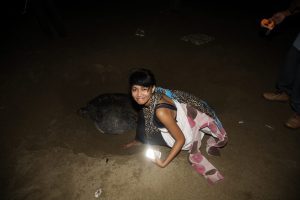 The breeding turtles in Sukamade