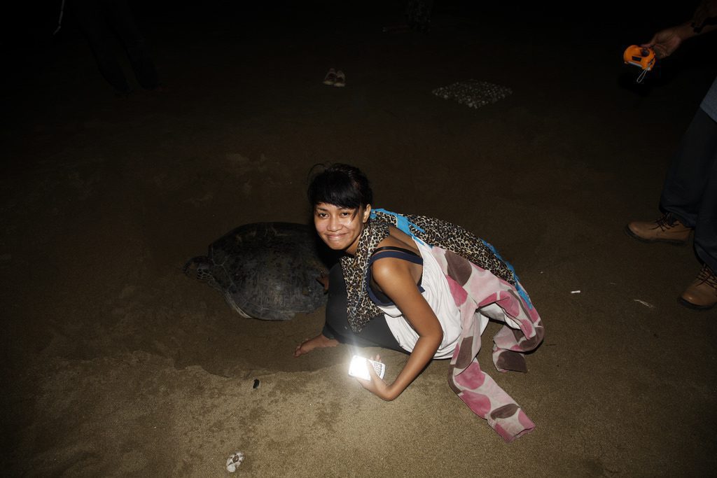 The breeding turtles in Sukamade