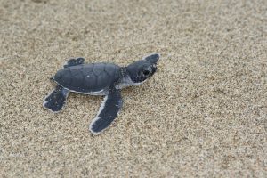 Turtle babies in Sukamade beach