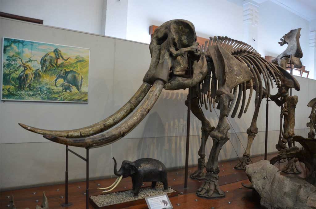 Collections of Sangiran museum