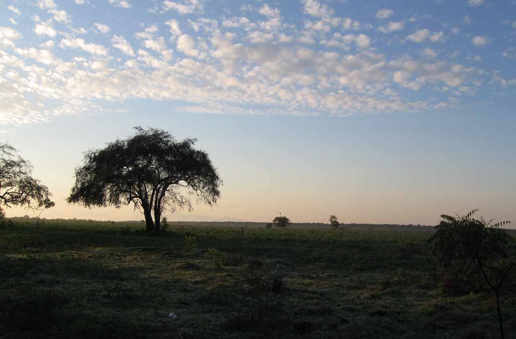 Lonely tree of Baluran national park