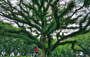 Trembesi forest in Benculuk - Banyuwangi