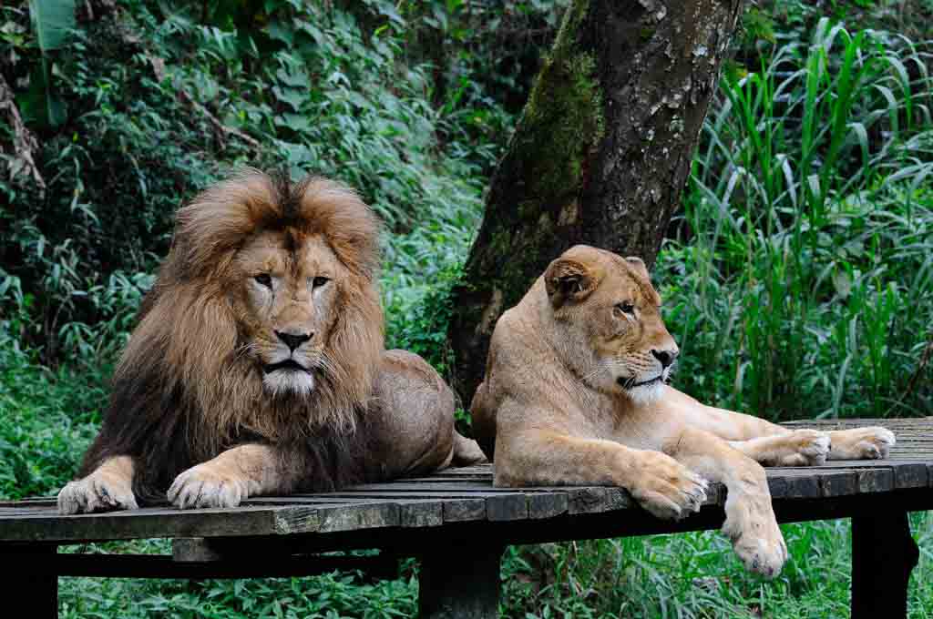 A lion inside the Safari Park 2 Indonesia