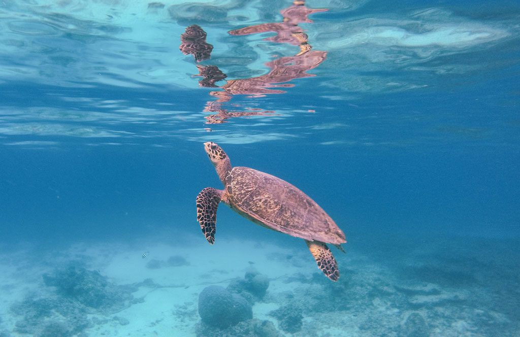 Breathing turtle in Gili island