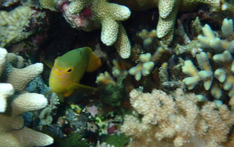 Coral fish in Gili island