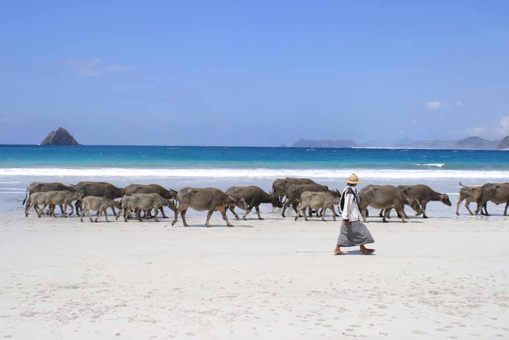 Local herdsman around the beach of Selong Belenak - Lombok