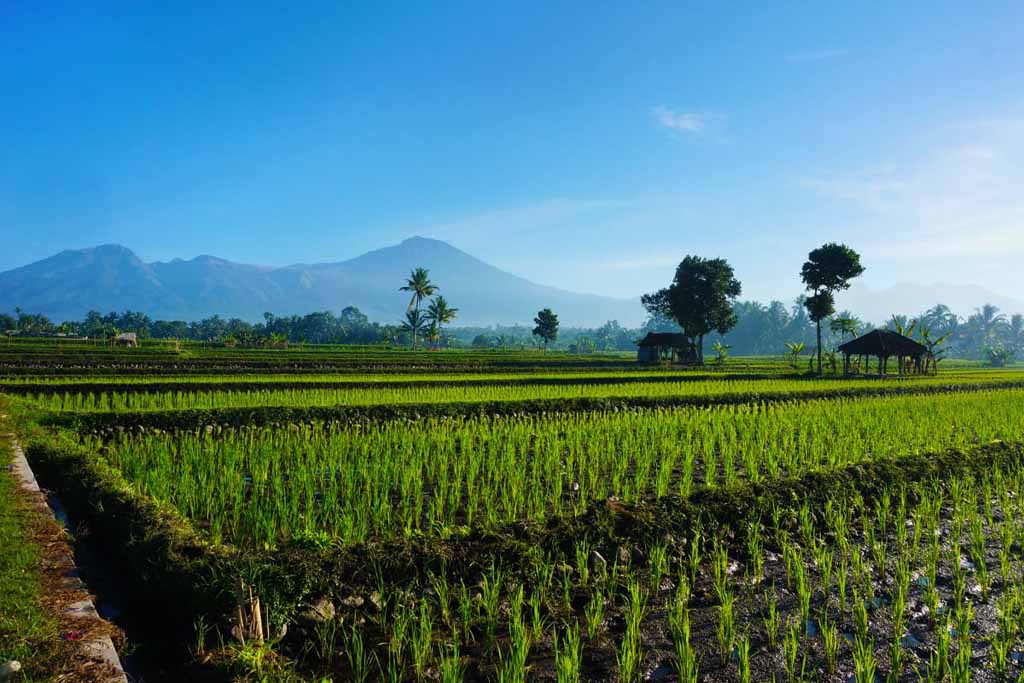The rice fields in Tetebatu village