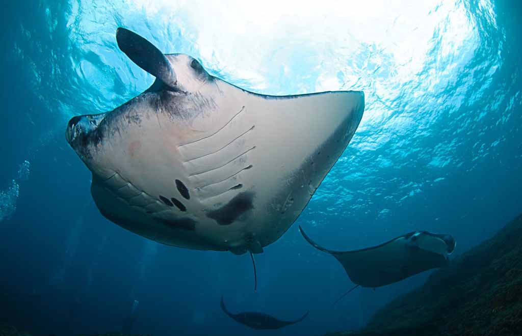 The Manta ray in Nusa Penida