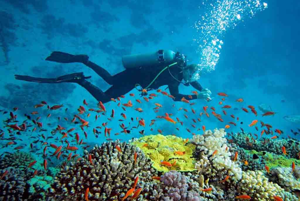 Best diving spot in Derawan islands