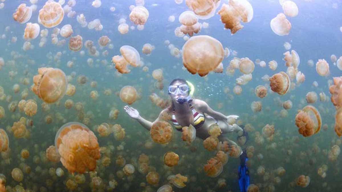 Swiming with Unpoisoned Jellyfish in Derawan islands
