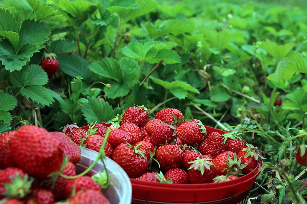 Strawberry plantation - Ciwidey Bandung