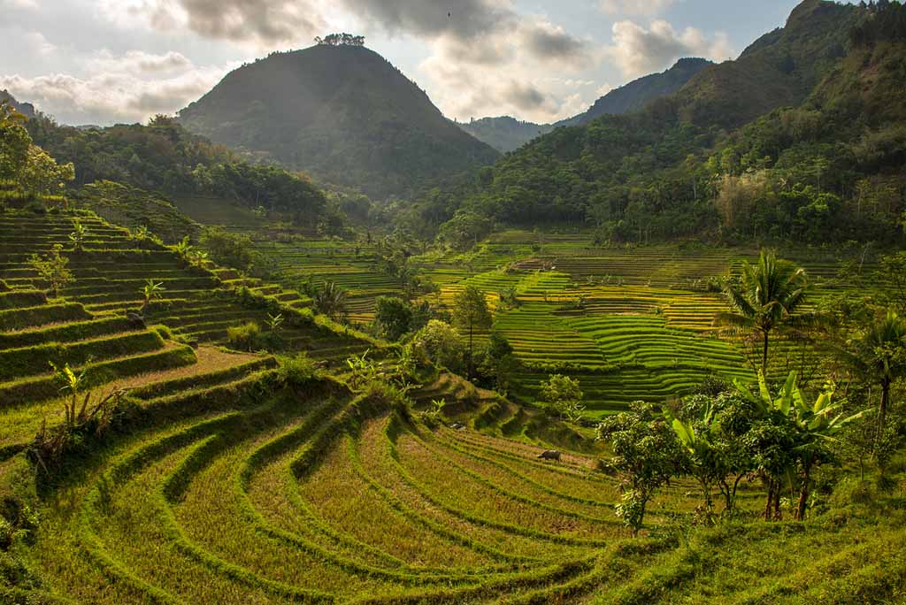 Beautiful terraced paddy field around Selogriyo temple
