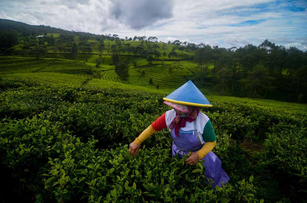 The worker picks up the tea leafs in Sukawana