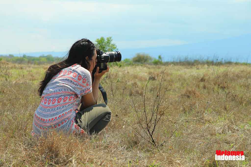 Oberving wild animal in Savana Bekol - Balauran national park