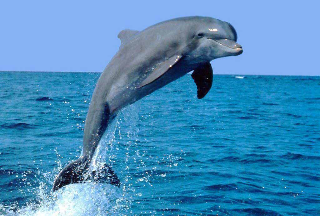 Dolphin attraction in Lovina beach